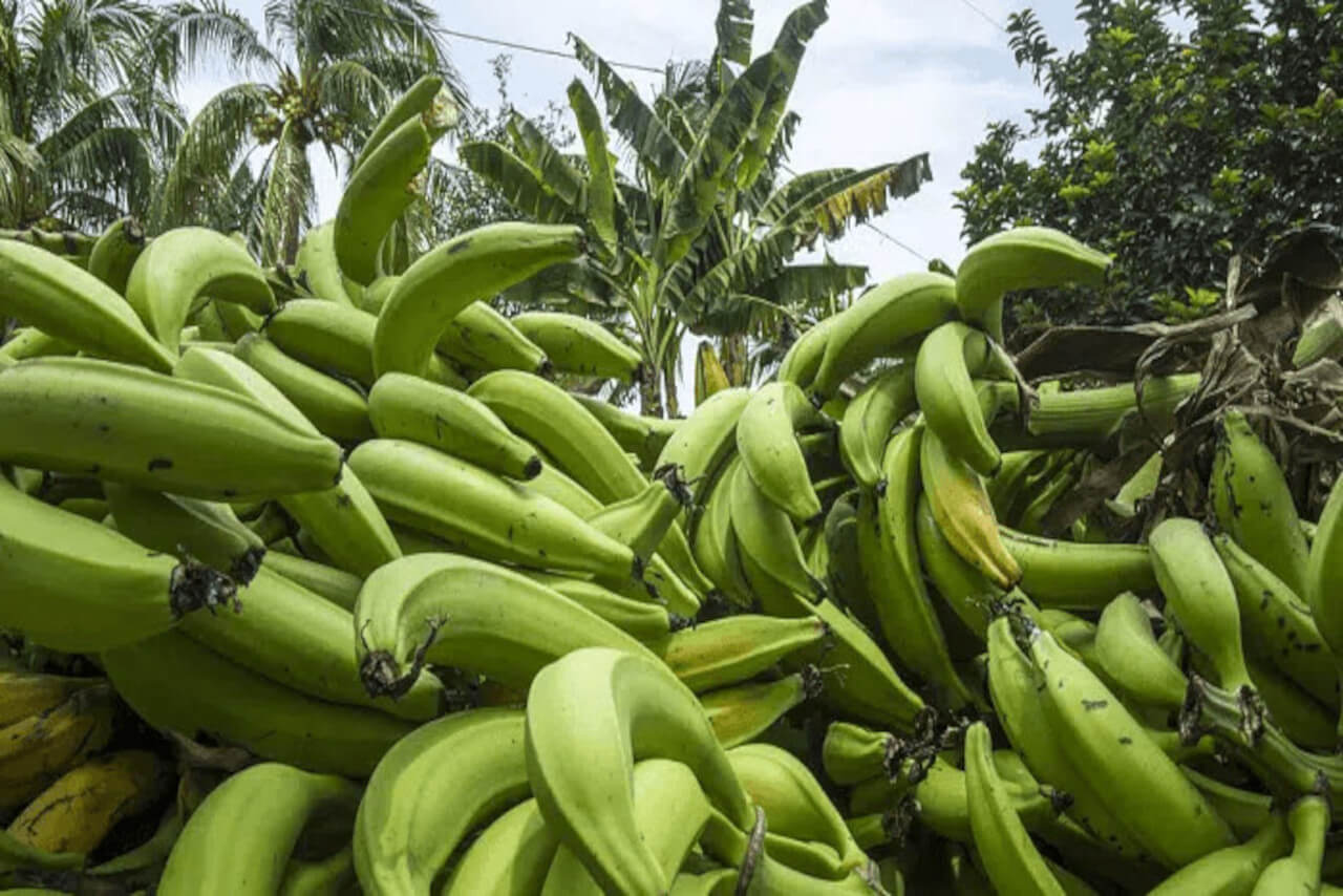 En este momento estás viendo ACAV desarrolla protocolo para multiplicación del plátano Hartón