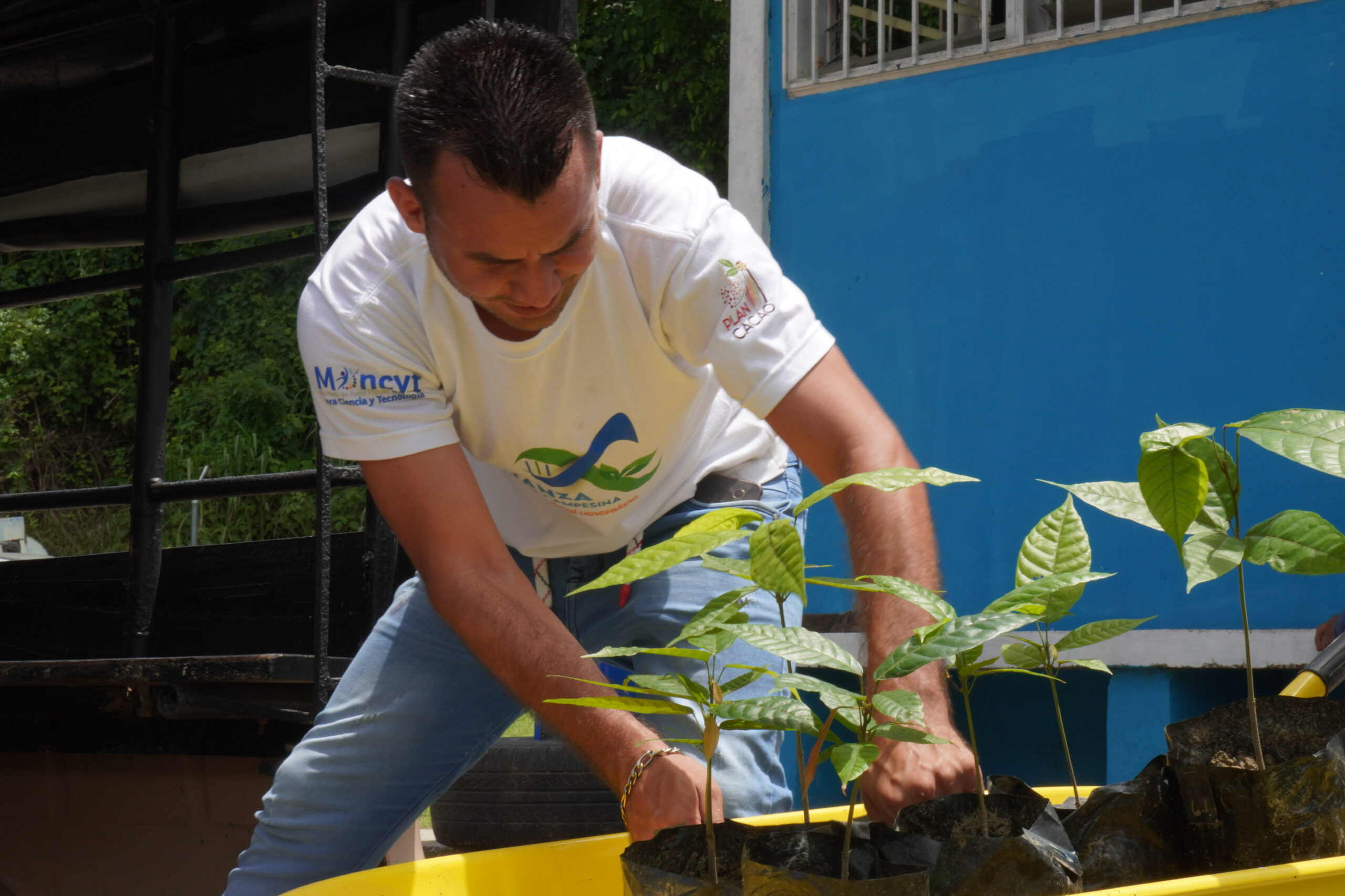 Lee más sobre el artículo Plan de Ciencia y Tecnología para el Fortalecimiento del Cacao entrega 5 mil plántulas a productores sucrenses