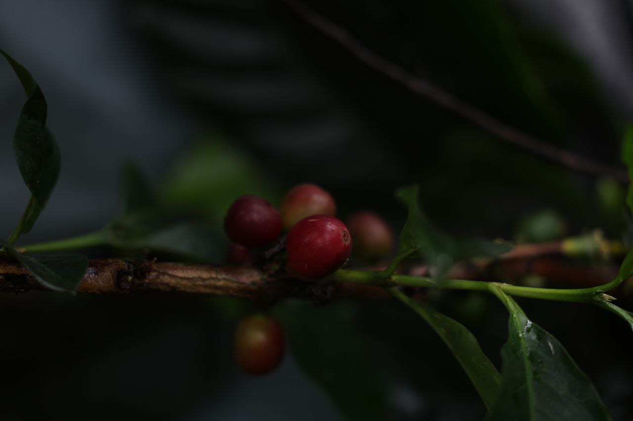 En este momento estás viendo IVIC ofrece seminario sobre producción de café canephora en Venezuela