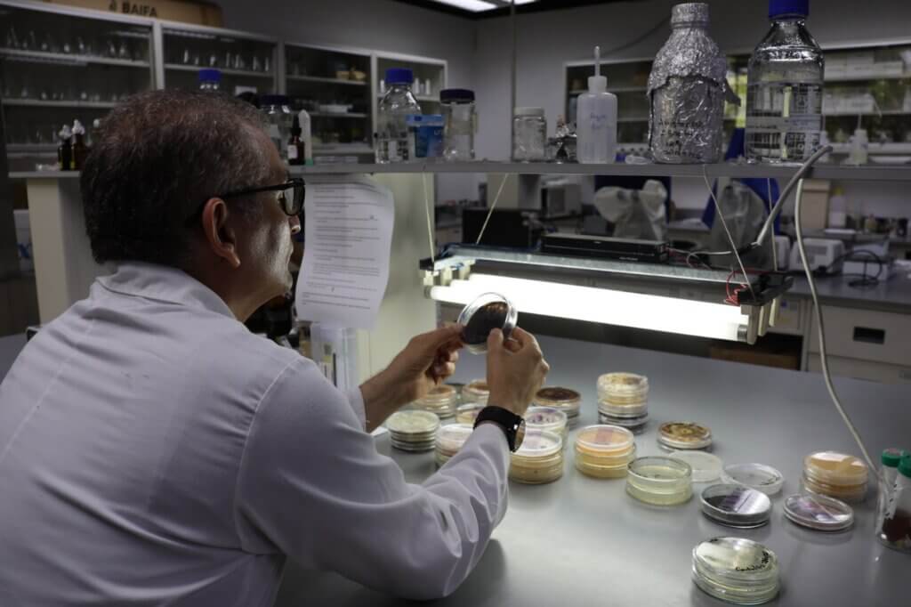 Científicos del IDEA buscan elaborar formulados microbianos controladores de plagas agrícolas