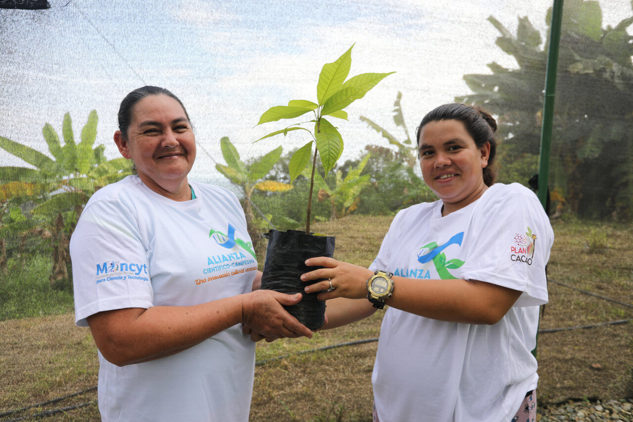 Lee más sobre el artículo Productores merideños reciben 700 plántulas de cacao criollo fortificadas y altamente resistentes