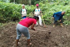 Lee más sobre el artículo Impulsan ensayo agrícola para la producción de papa variedad María Bonita en Sucre