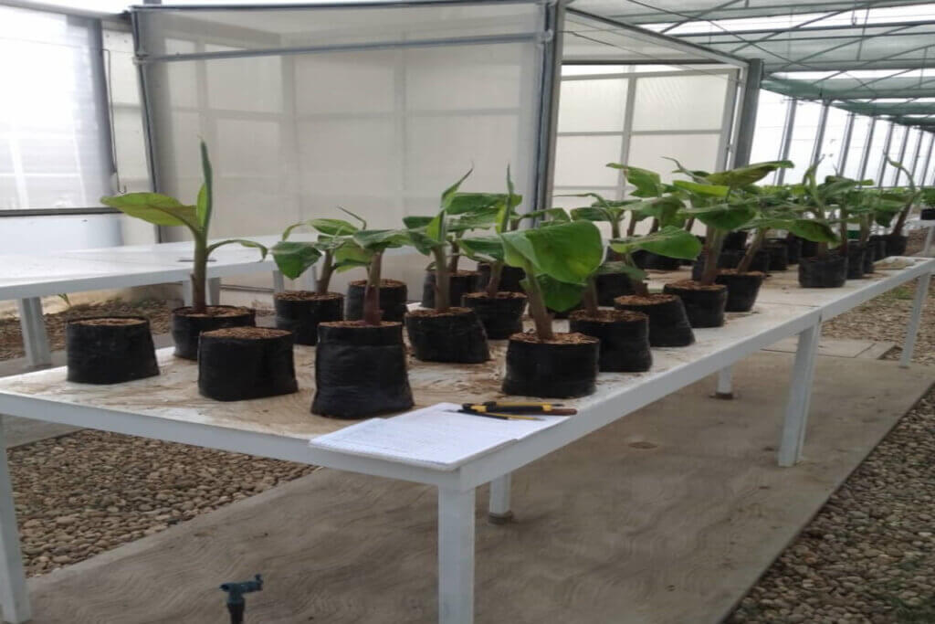 ACAV avanza en ensayo para optimizar propagación de musáceas en condiciones controladas
