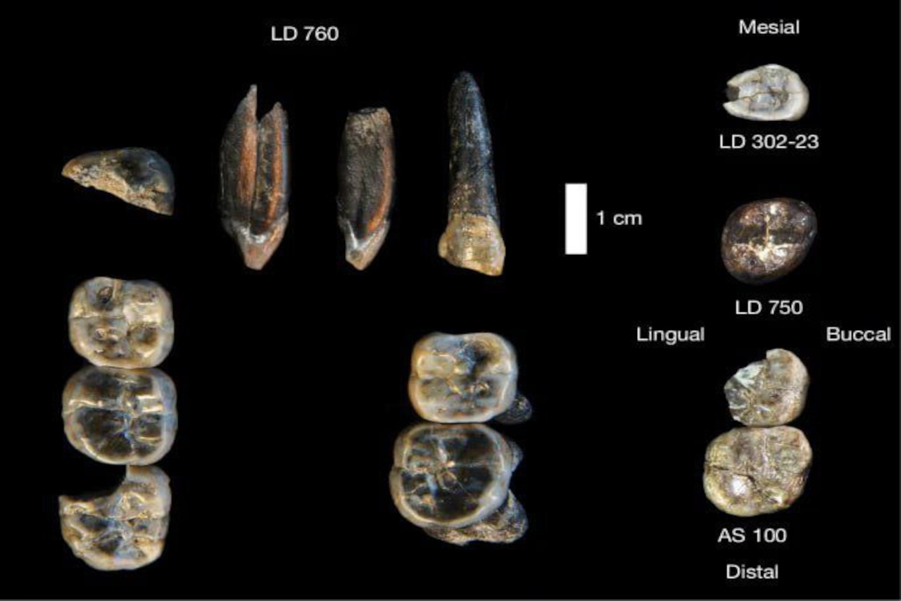 En este momento estás viendo Hallan una nueva especie de australopiteco en Etiopía que cambiaría la idea de la evolución humana