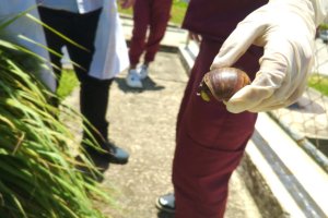 Lee más sobre el artículo En Yaracuy realizan jornada integral para control del caracol africano