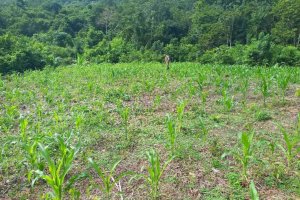 Lee más sobre el artículo Expertos de la Alianza Científico-Campesina brindan asistencia técnica en Bolívar