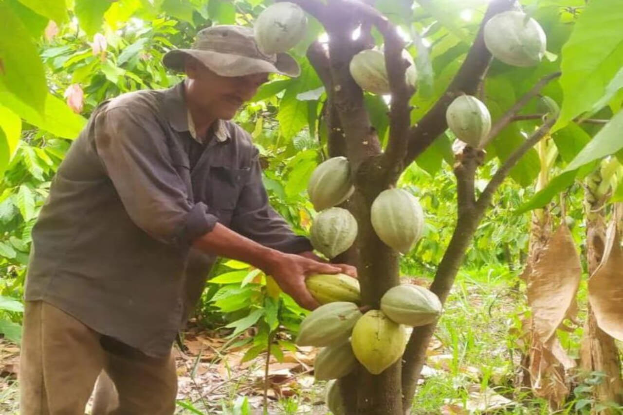 En este momento estás viendo Mincyt fortalece producción de cacao en Barinas con prácticas agroecológicas