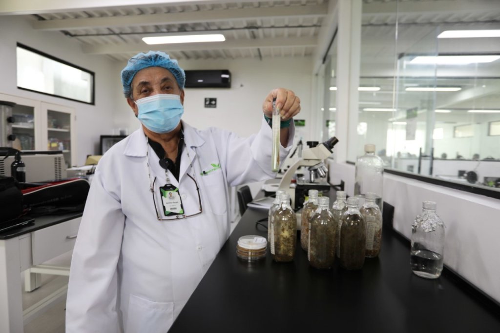 Demuestran efectividad de bioinsecticida para el control del chipo en Venezuela