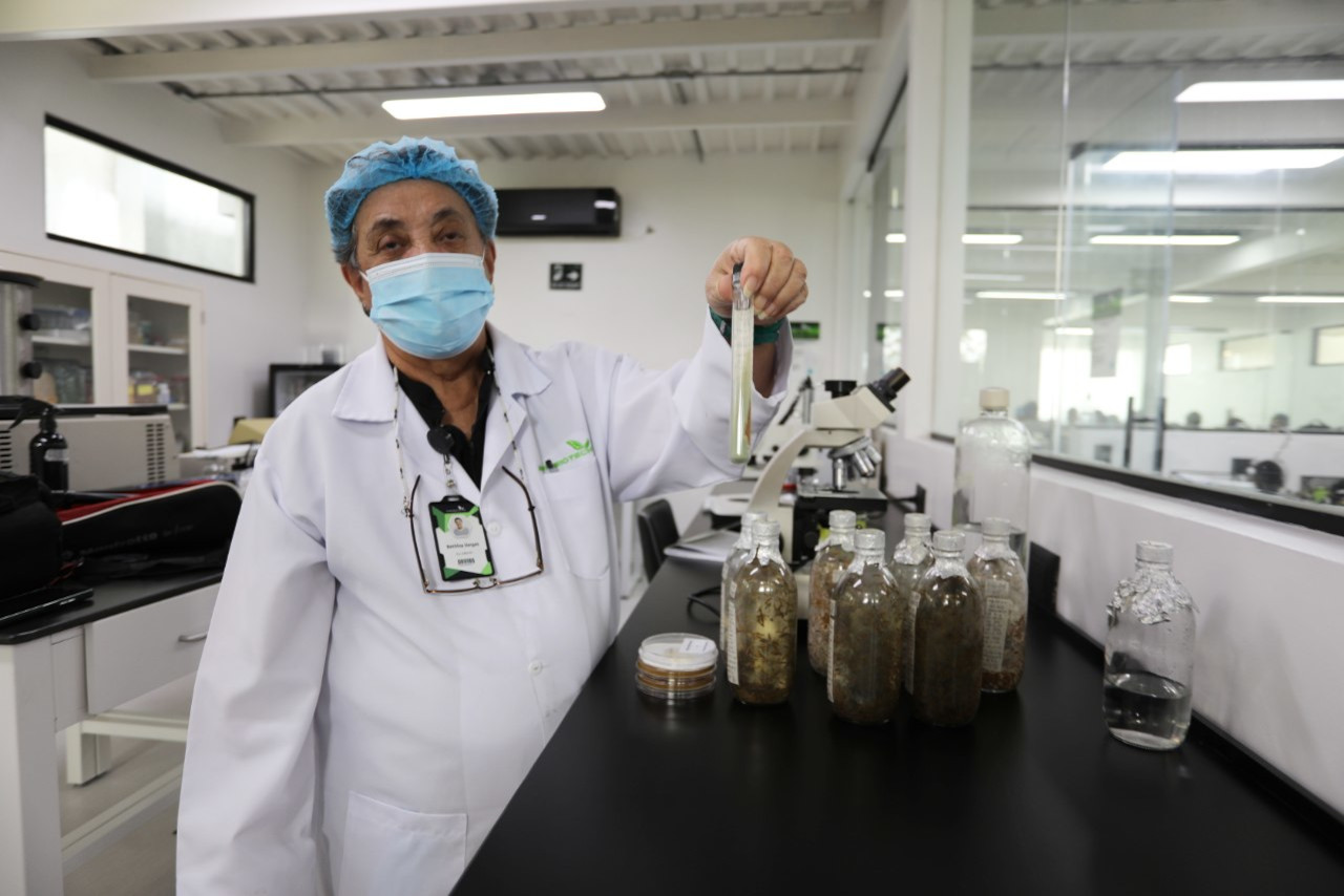 En este momento estás viendo Demuestran efectividad de bioinsecticida para el control del chipo en Venezuela