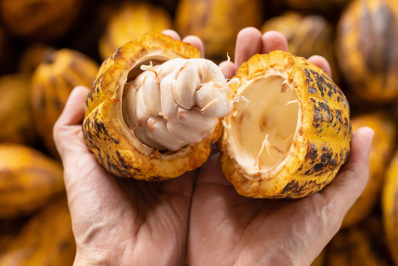 En este momento estás viendo ACAV anuncia jornada formativa para fortalecer cultivo de cacao en Barinas