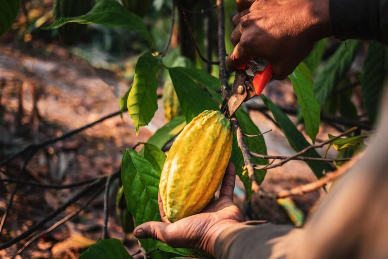 En este momento estás viendo Plan Científico y Tecnológico de Cacao acompaña a productores de Barinas