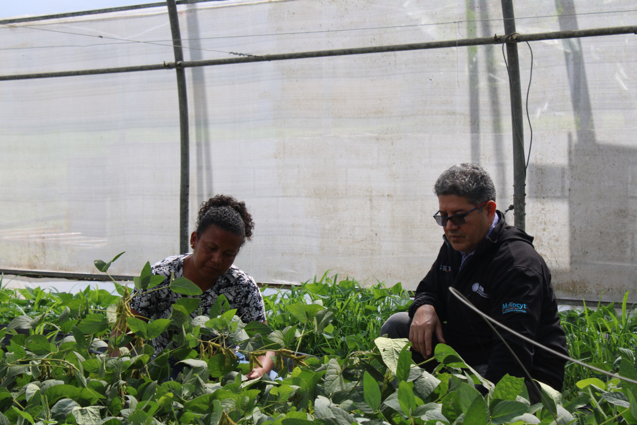 En este momento estás viendo Fundación IDEA desarrolla proyectos de conservación y propagación de recursos fitogenéticos de calidad para agricultores