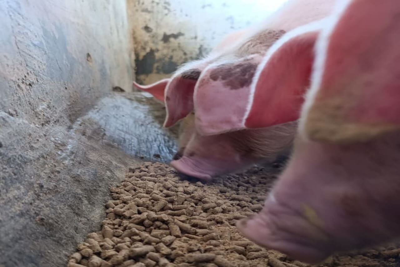 En este momento estás viendo Avanza investigación sobre uso de harina de larva como proteína alternativa en alimentación animal