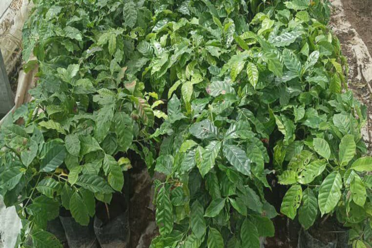 En este momento estás viendo Fortalecerán redes de productores en Barinas con entrega comunitaria de plántulas de café