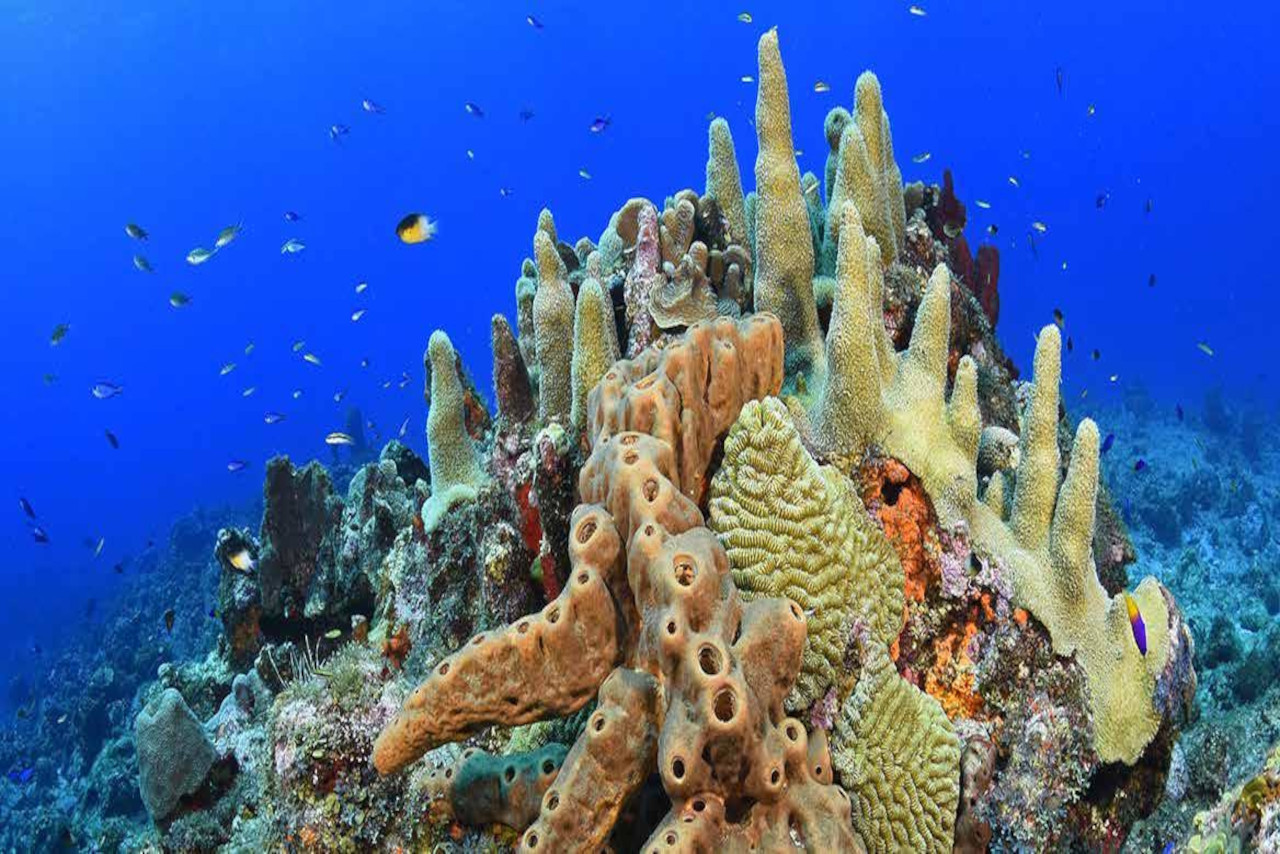 En este momento estás viendo La importancia de los arrecifes de coral y el efecto de la crisis climática