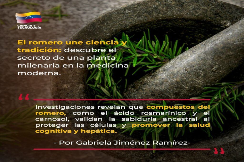 Investigaciones sobre los beneficios del romero destacan la conexión entre la ciencia y sabiduría ancestral en la medicina moderna