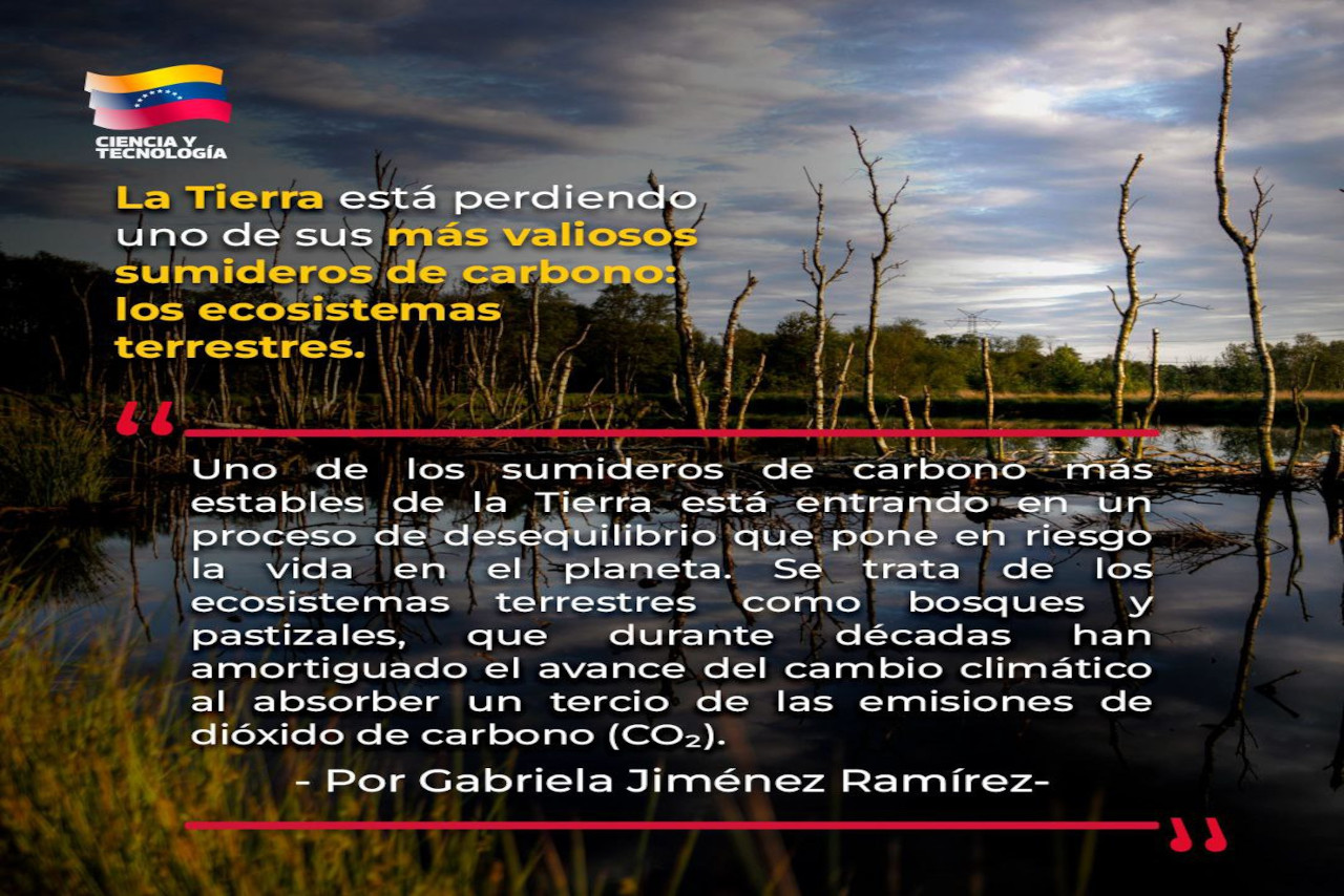 En este momento estás viendo La tierra está perdiendo uno de sus más valiosos sumideros de carbono: los ecosistemas terrestres