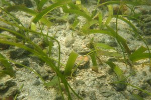 Lee más sobre el artículo Investigadores abordan beneficios de los pastos marinos para la biodiversidad
