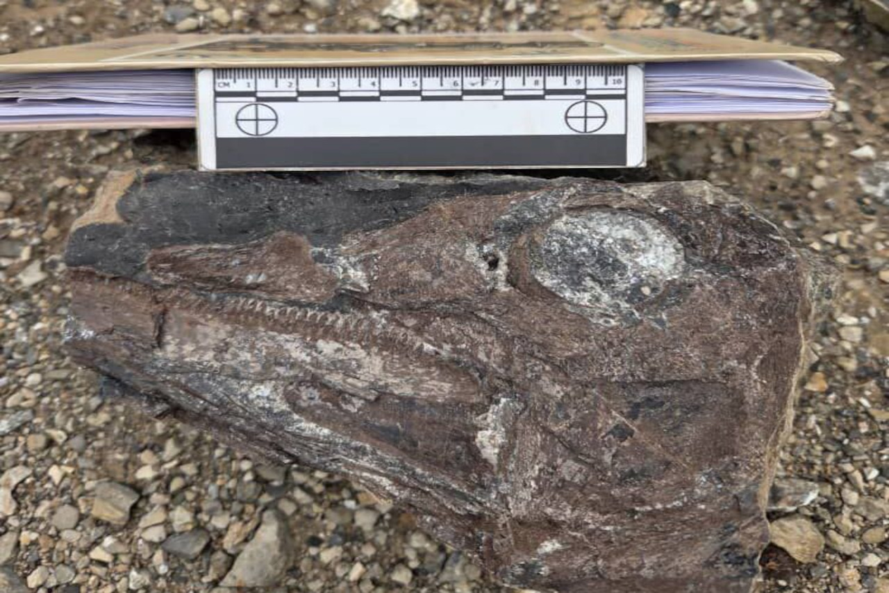En este momento estás viendo Investigadores presentan hallazgos de nuevas especies de dinosaurios en Venezuela