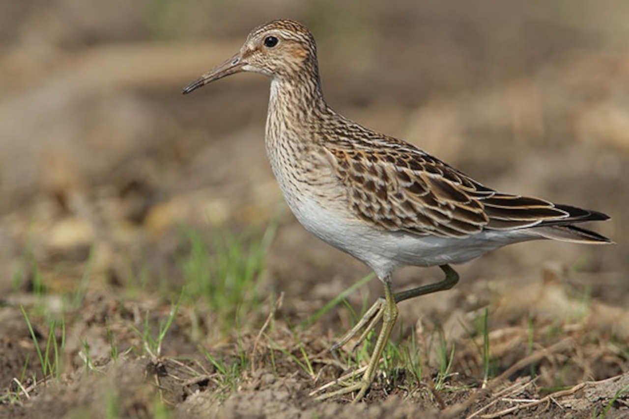 En este momento estás viendo Destacan importancia de los llanos occidentales como área de conectividad para aves playeras migratorias