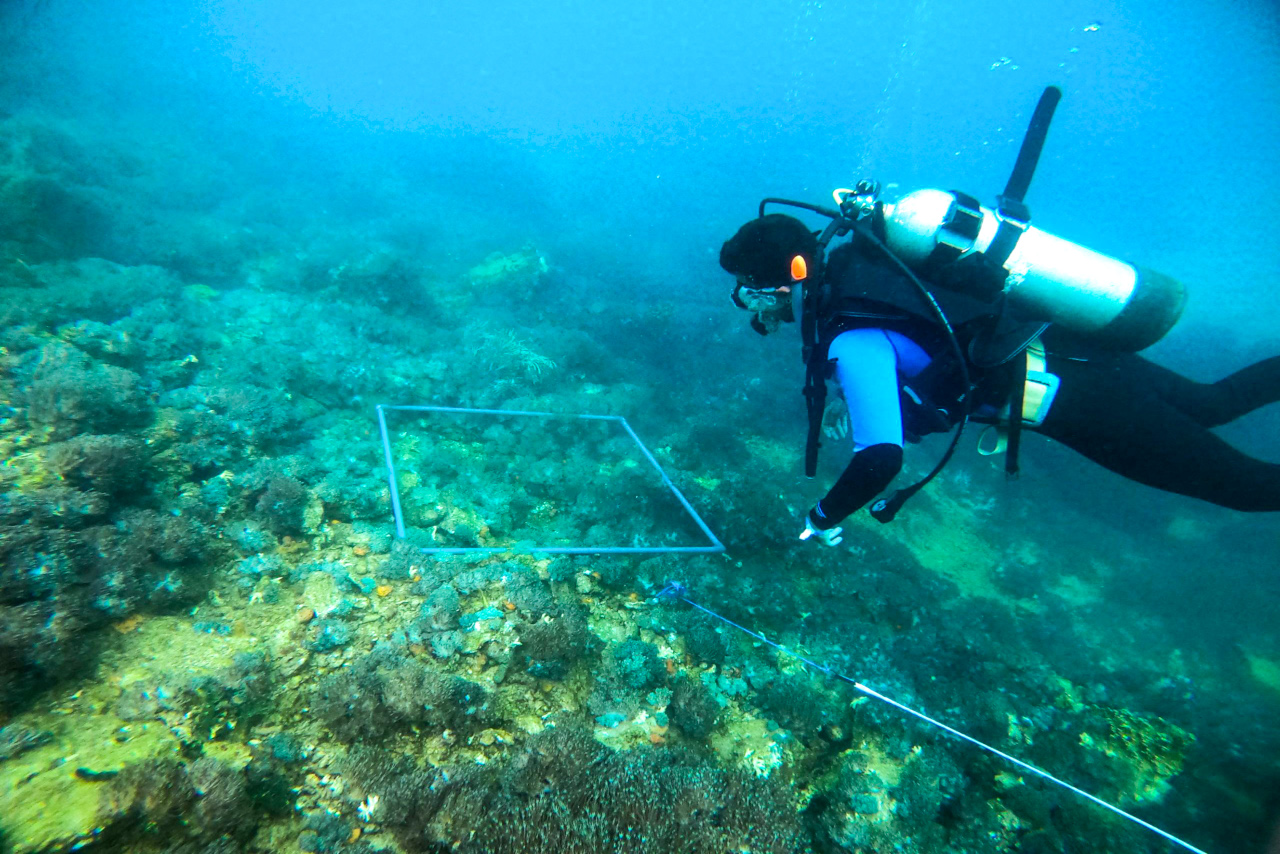 En este momento estás viendo Gobierno Bolivariano realiza caracterización en ecosistemas marinos de Anzoátegui para erradicar coral invasor