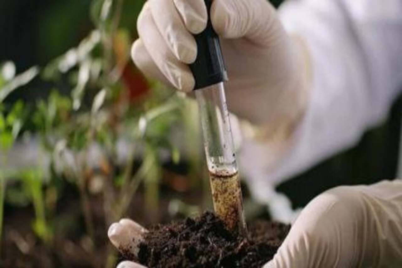 En este momento estás viendo Impulsan biorremediación como solución ecológica para suelos contaminados