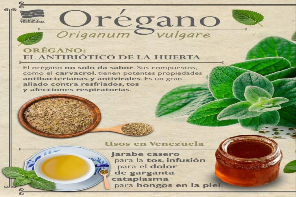 ¡El Secreto Ancestral Venezolano para la Salud y el Sabor! Descubre el Poder Oculto del Orégano