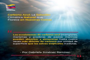 Lee más sobre el artículo Carbono Azul: La solución climática natural que florece en nuestras costas