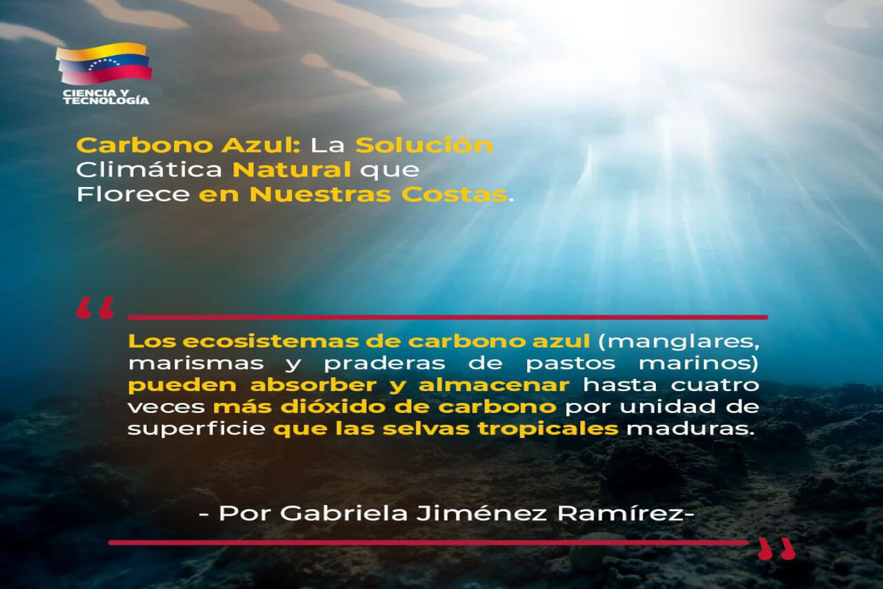 Lee más sobre el artículo Carbono Azul: La solución climática natural que florece en nuestras costas