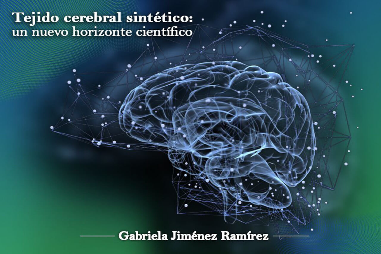 En este momento estás viendo Científicos desarrollan un modelo funcional de tejido cerebral sintético