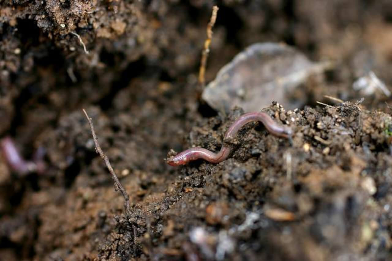 En este momento estás viendo El biólogo Ricardo Guerrero explica todo sobre los fitoparásitos que afectan cultivos agrícolas