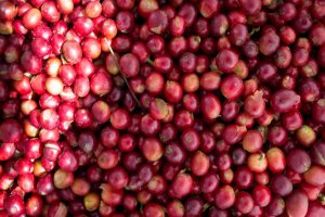 Lee más sobre el artículo IVIC cosecha café orgánico de calidad Caracas Blue