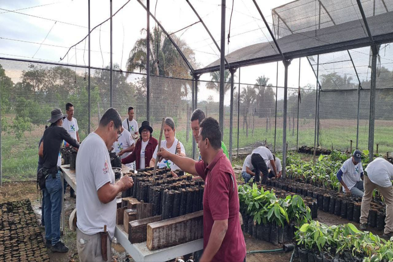 En este momento estás viendo ACAV impulsa siembra de semillas y ensayos experimentales en formación de injertación para el Plan Cacao
