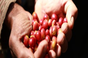 Lee más sobre el artículo Investigadores venezolanos redefinen producción orgánica y urbana del café de especialidad