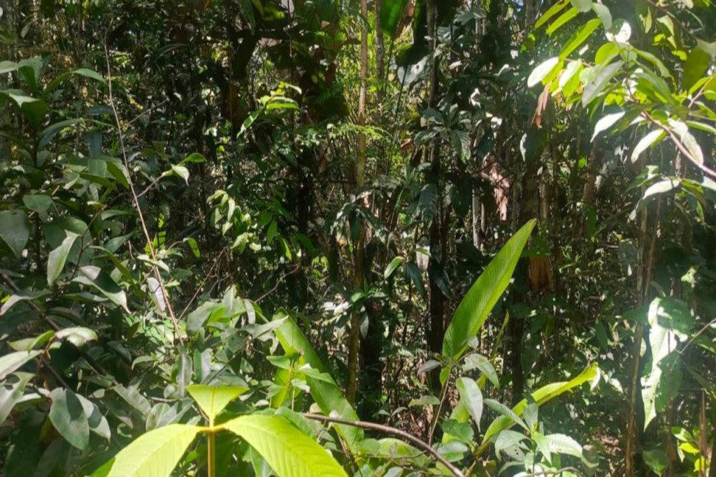 Nuevo género de mariposas revela riqueza de la Amazonia venezolana