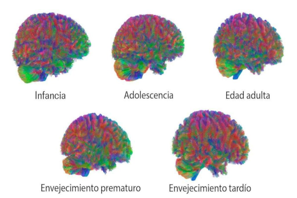 Ministra Gabriela Jiménez destaca hallazgo científico que identifica puntos de inflexión en el desarrollo del cerebro humano
