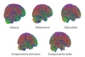 Lee más sobre el artículo Ministra Gabriela Jiménez destaca hallazgo científico que identifica puntos de inflexión en el desarrollo del cerebro humano