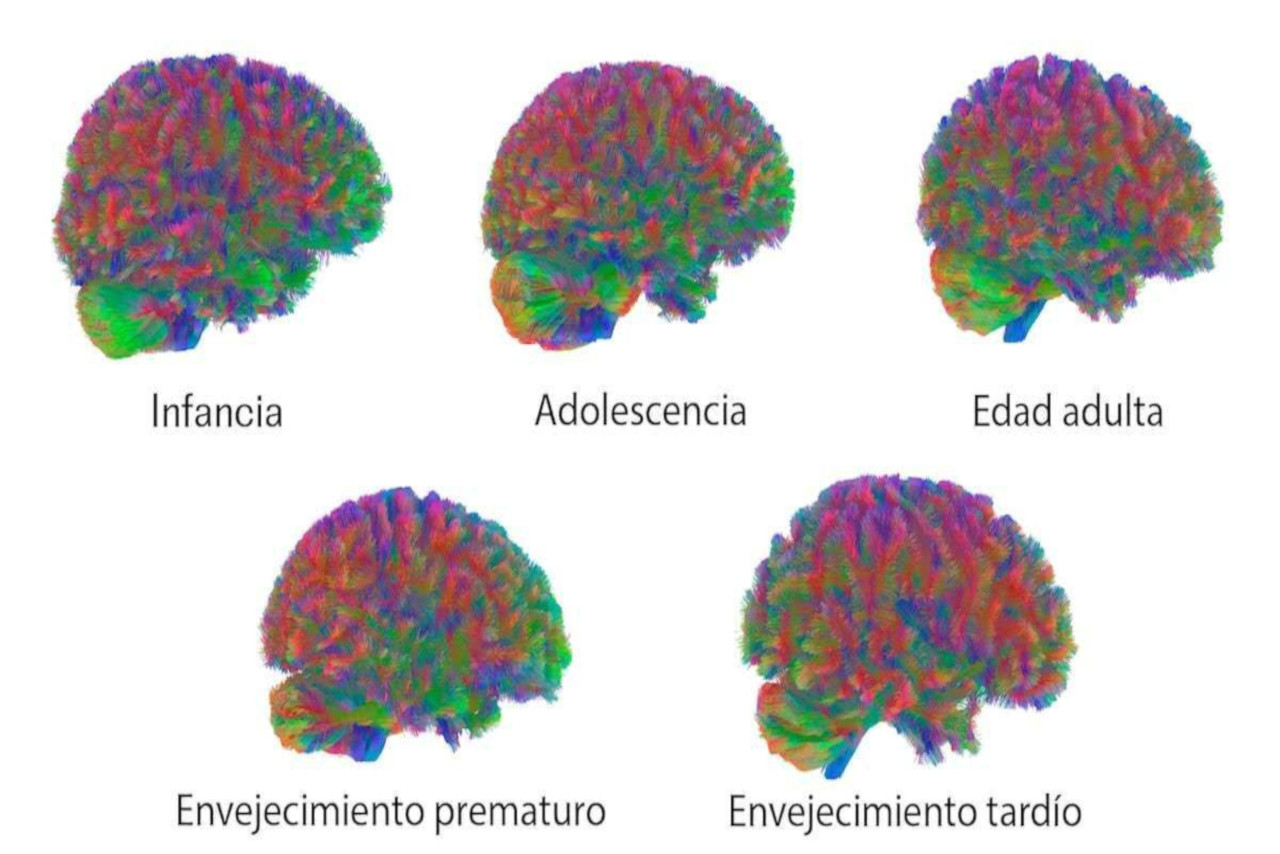 En este momento estás viendo Ministra Gabriela Jiménez destaca hallazgo científico que identifica puntos de inflexión en el desarrollo del cerebro humano