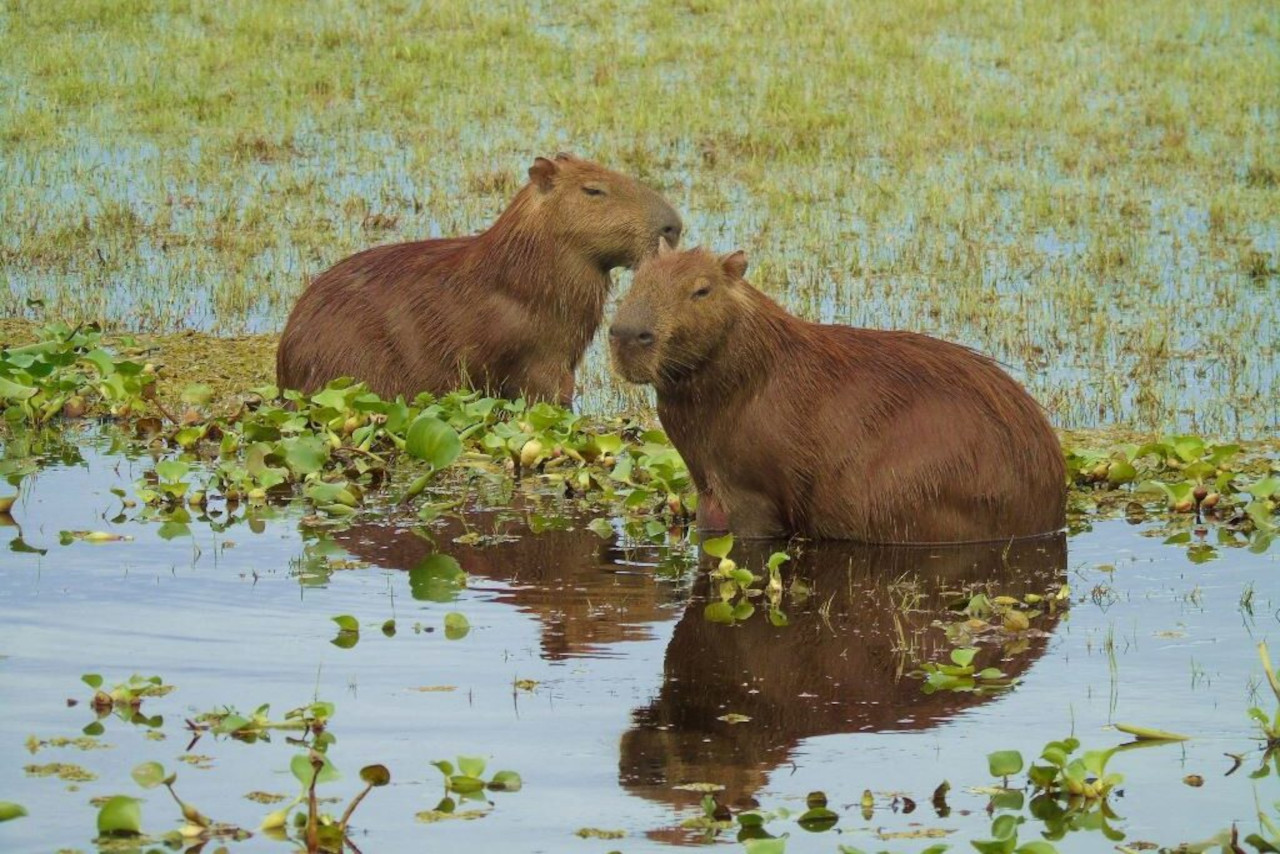Lee más sobre el artículo Presentan primer balance de fiscalización sobre especies baba y chigüire