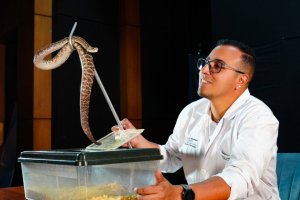 Lee más sobre el artículo Investigador del IDEA destaca importancia de preservar las serpientes para garantizar producción de antivenenos