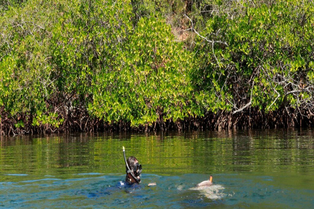 Hallan especie en extinción de caballitos de mar en costas venezolanas