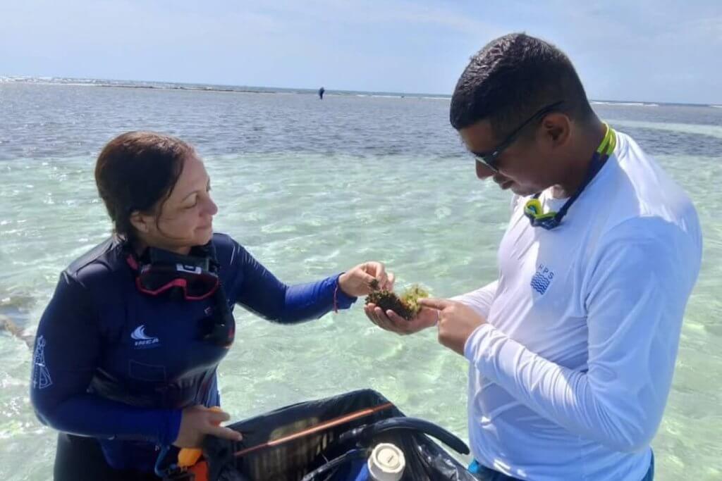 Investigadores venezolanos estudian potencial farmacológico de algas rojas en el Parque Nacional Morrocoy