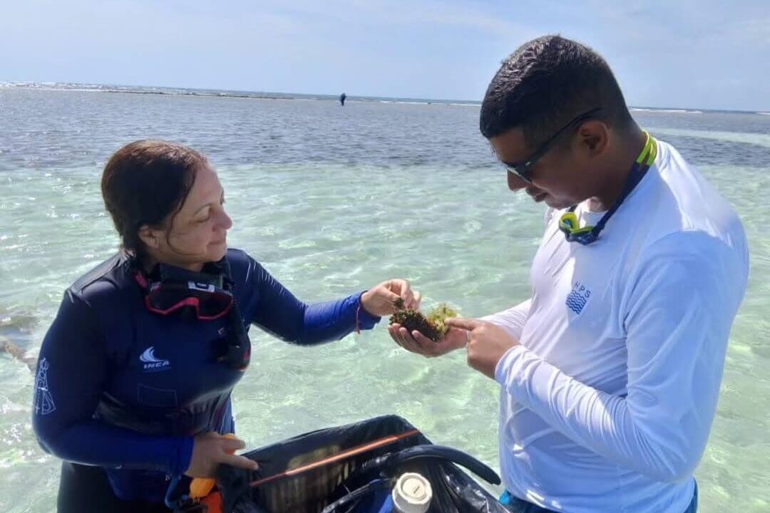 En este momento estás viendo Investigadores venezolanos estudian potencial farmacológico de algas rojas en el Parque Nacional Morrocoy