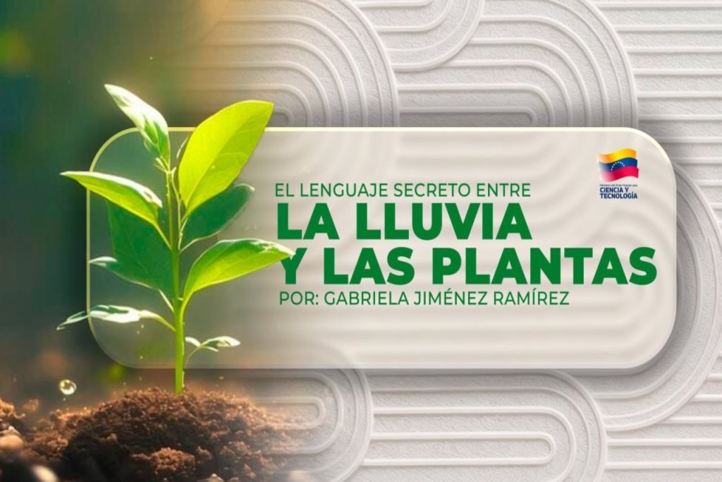 El lenguaje secreto entre la lluvia y las plantas