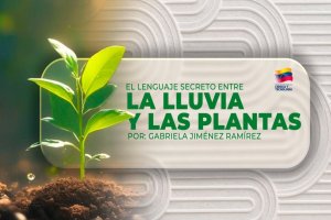 Lee más sobre el artículo El lenguaje secreto entre la lluvia y las plantas