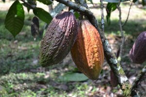 Lee más sobre el artículo Gobierno Nacional y FAO certifican producción de viveros de cacao en Aragua