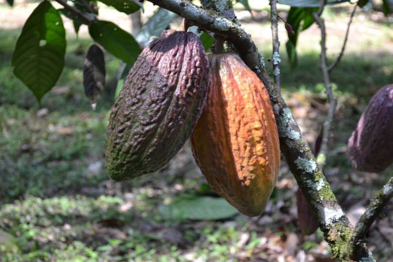 En este momento estás viendo Gobierno Nacional y FAO certifican producción de viveros de cacao en Aragua