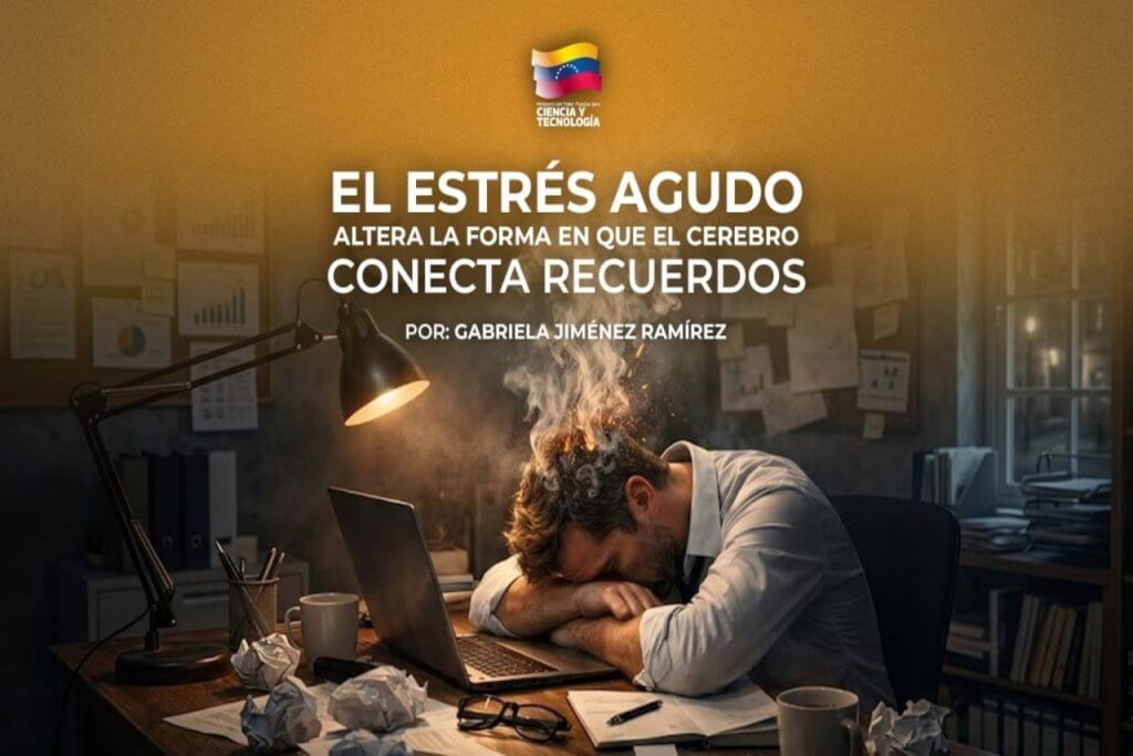 El estrés agudo altera la forma en que el cerebro conecta recuerdos