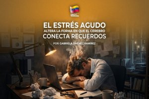 Lee más sobre el artículo El estrés agudo altera la forma en que el cerebro conecta recuerdos