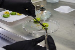 Lee más sobre el artículo IVIC desarrolla investigación biotecnológica para preservar la pureza del ají margariteño
